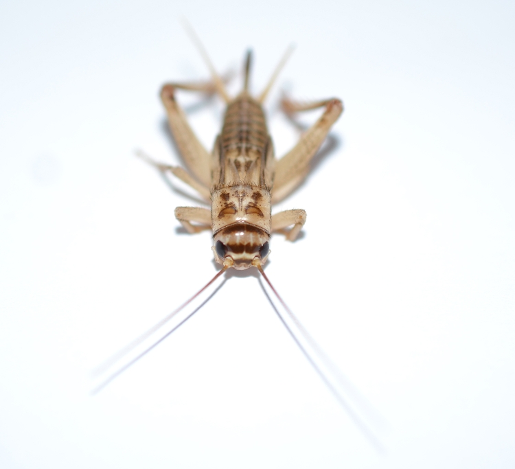 Pest Gallery Crickets Diamond State Pest Control