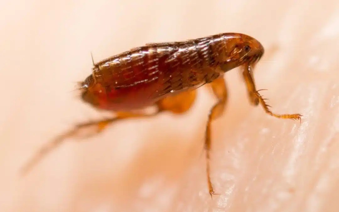 How Can You FleaProof Your Home? Diam Pest Control