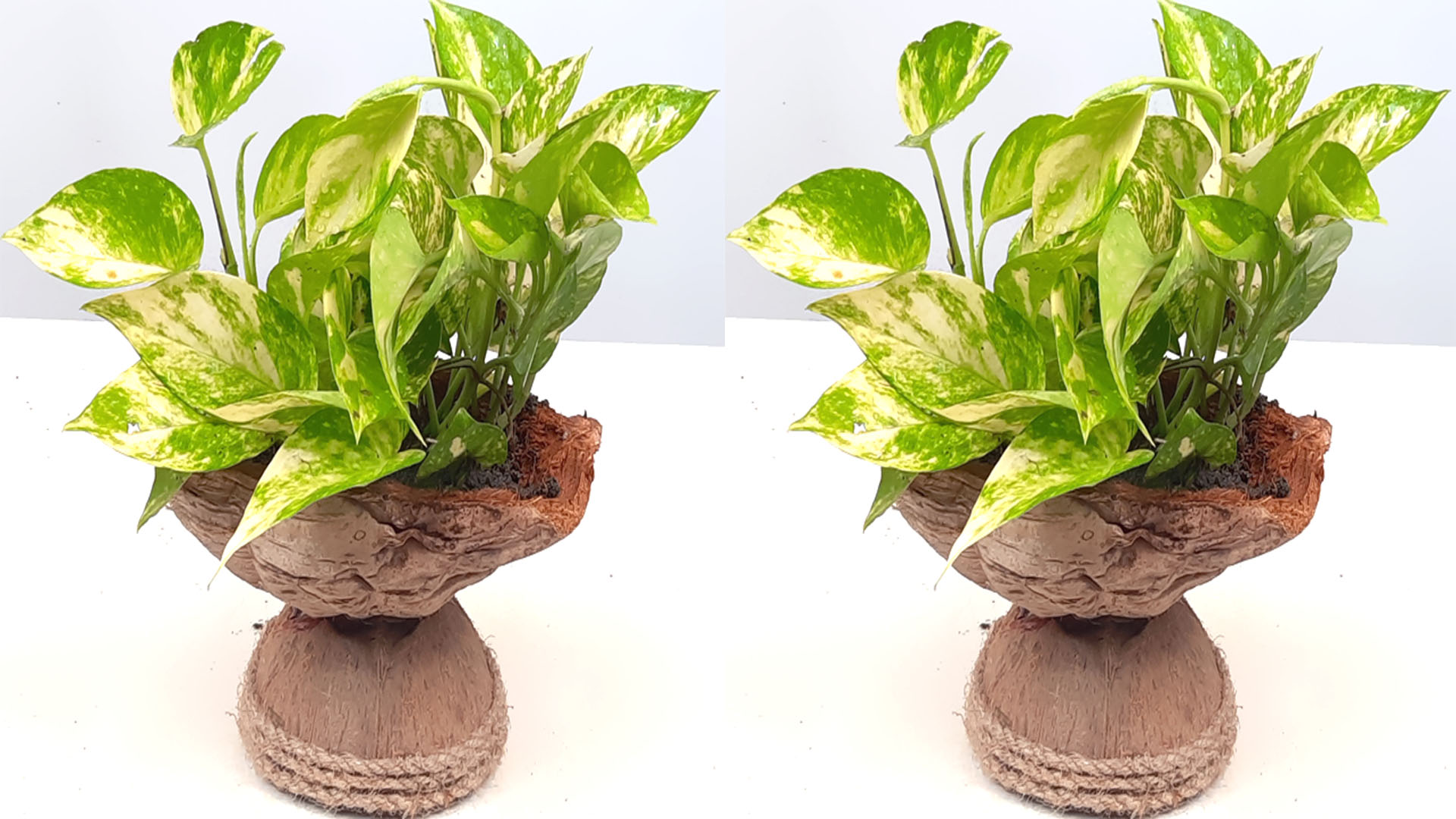 Indoor Money plants Decoration Ideas for Your Living Space