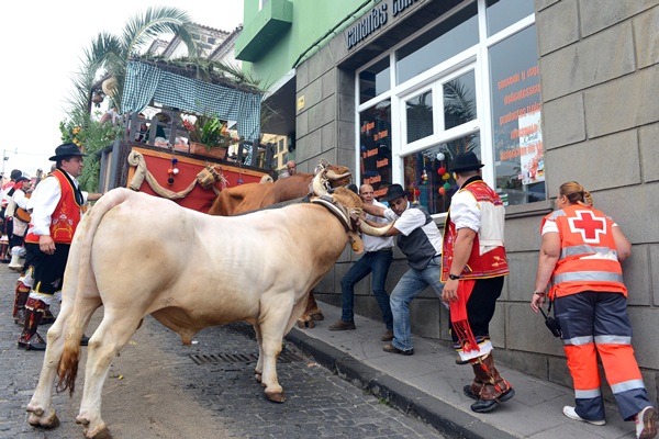 Un guayero herido en La Orotava tras perder el control de su carreta