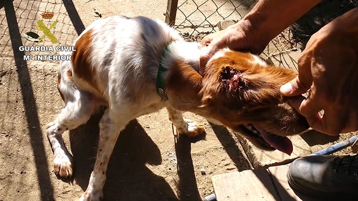 Cerca de 600 personas involucradas en delitos contra el maltrato animal
