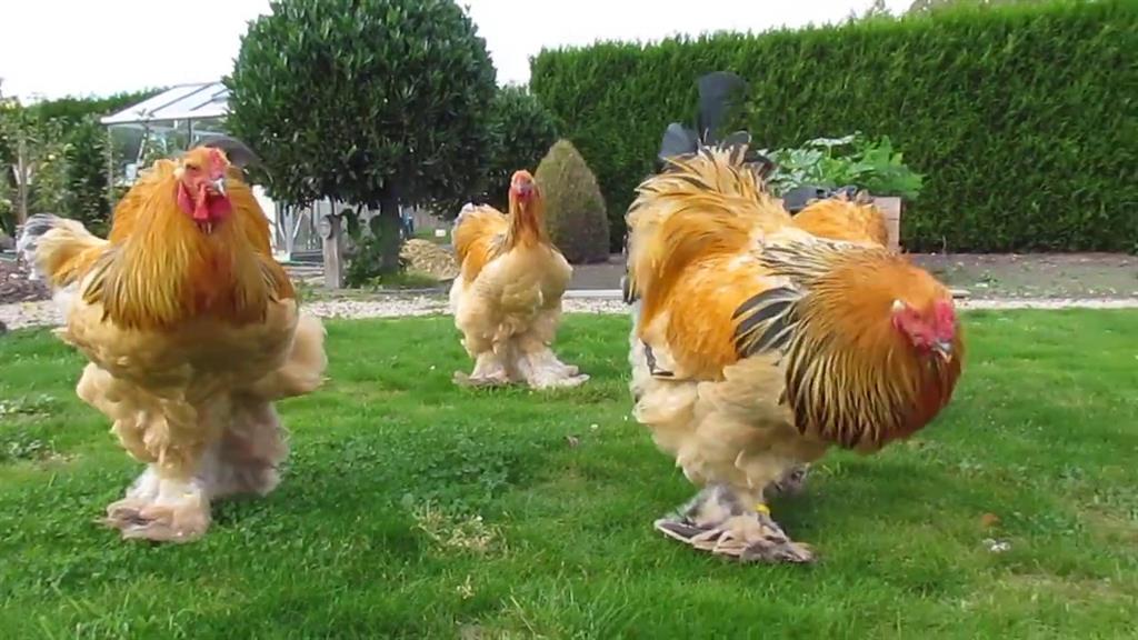 Diatek Brahma Tavuk Cinsi