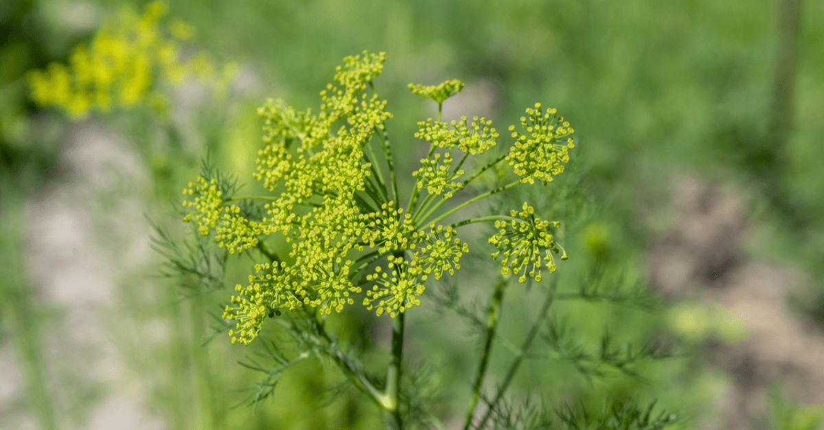 13 motivos para começar a consumir ervadoce