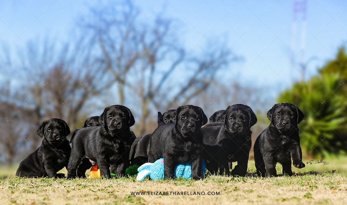 Dickendall Labrador Puppies Texas Texas Labrador Puppies Texas Labrador Retriever Puppies