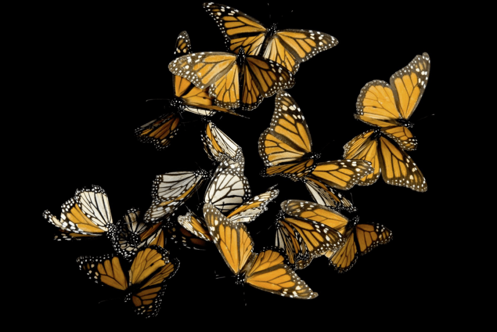 🦋 Butterfly emoji Meaning