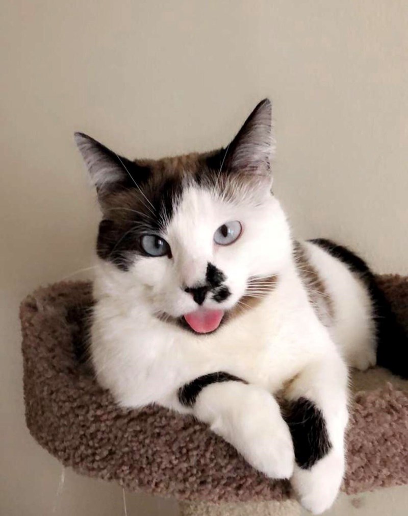 blep Meaning & Origin Slang by