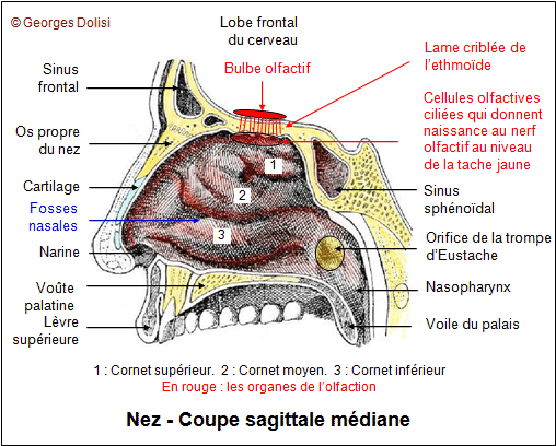 VAS Dictionnaire médical Version pour imprimer
