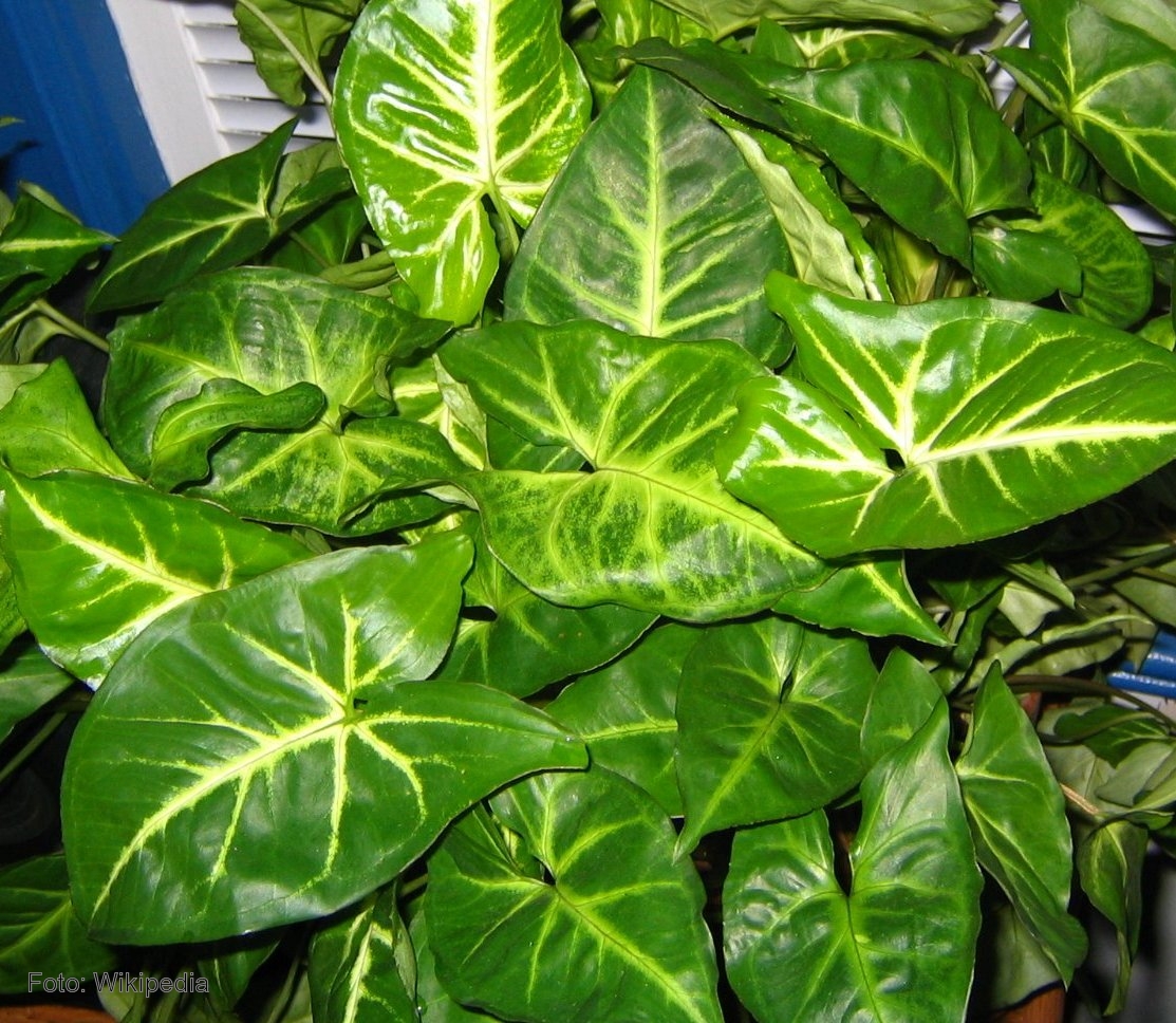 Planta de la familia de las araceas.