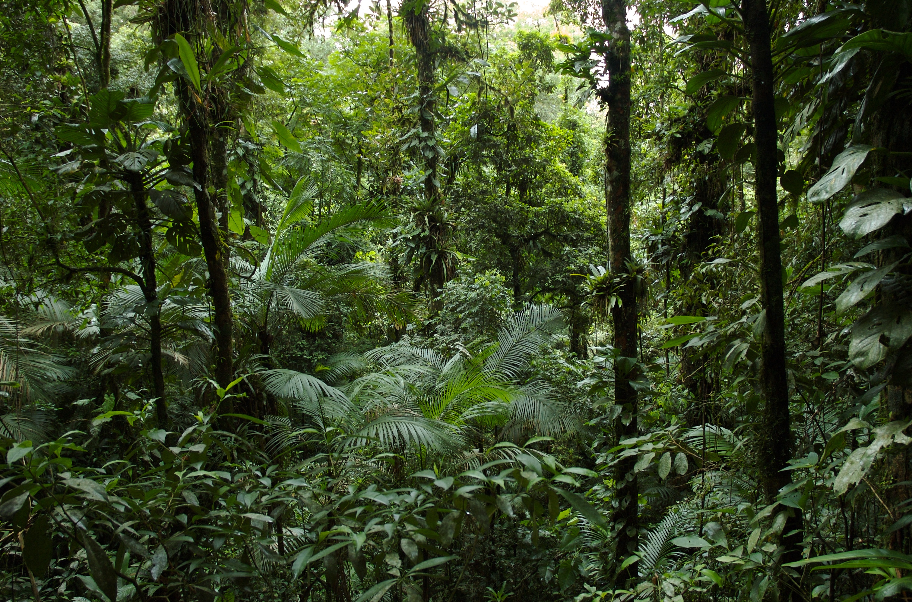 Bosque pluvial ombrófilo (Mata Atlántica) bien conservado