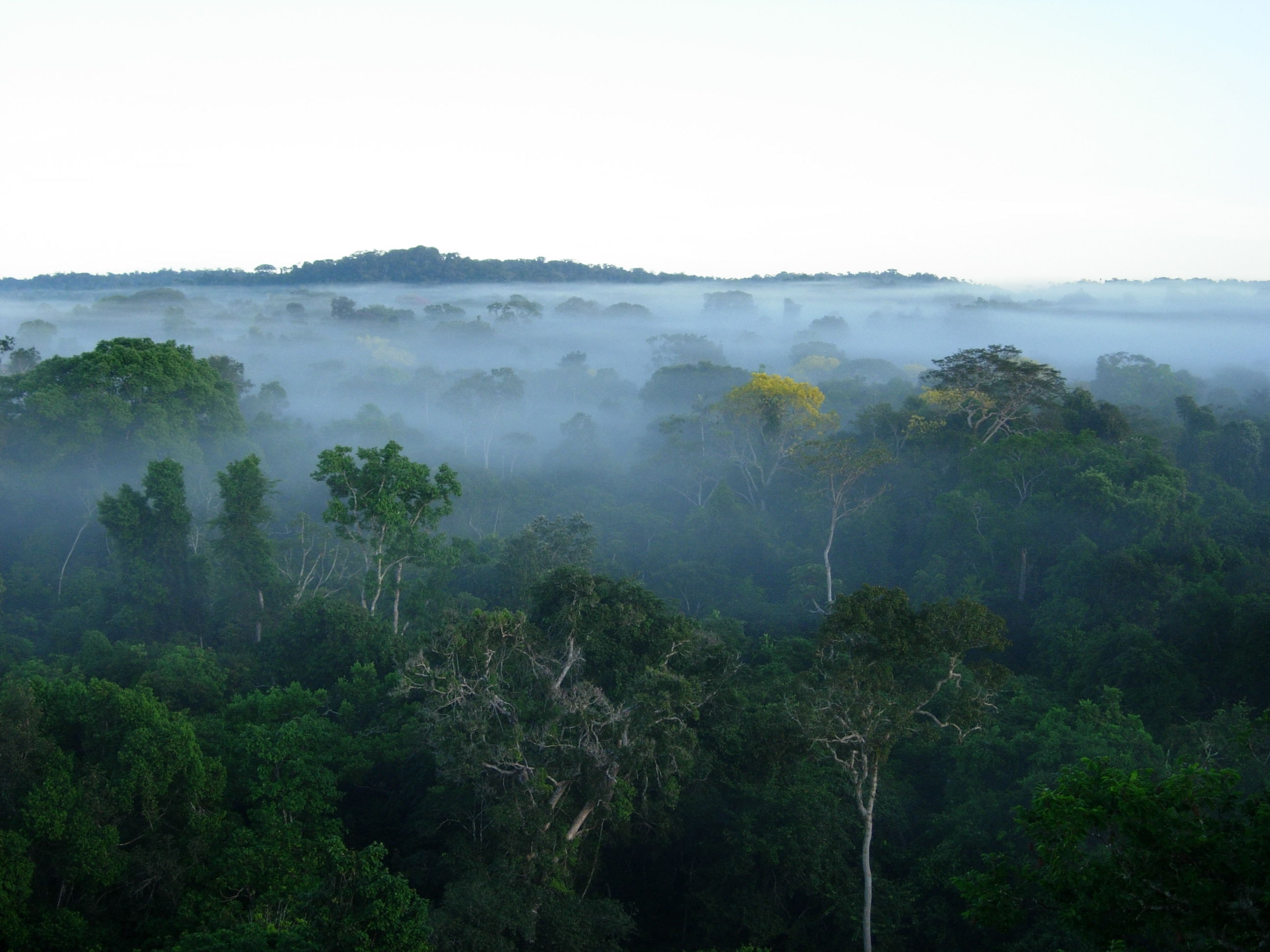 El Amazonas brasileño alberga el 40 de todo el bosque tropical que