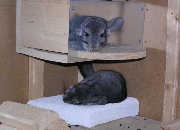 CHINCHILLA INFO Gehege