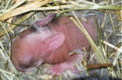 Kaninchen Info Nachwuchs