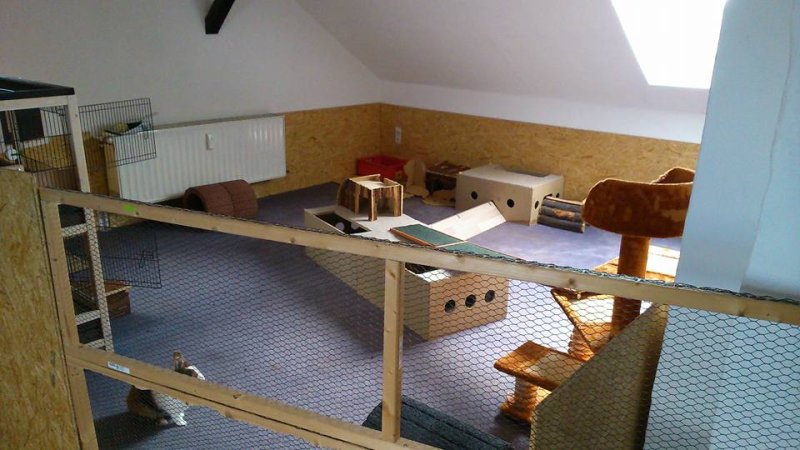 Kaninchen / Zwergkaninchen Ein Zimmer für Bunny und Moppel