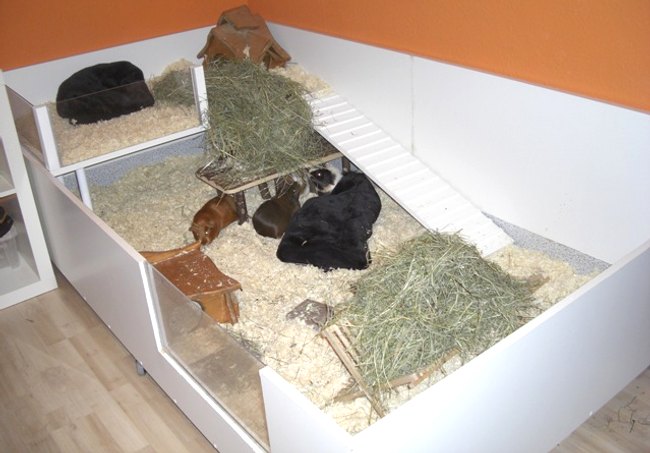 Meerschweinchen Info Leas Gehege