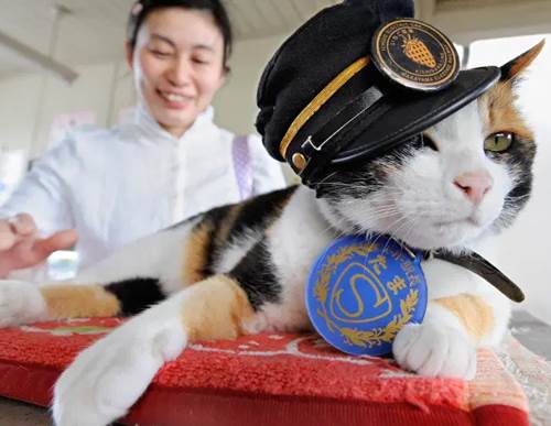445 Nama Kucing Jepang dan Artinya (Cantik, Keren, Anime)
