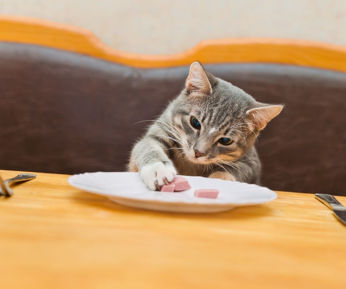 5 Hal Prioritas Saat Membeli Makanan Kucing