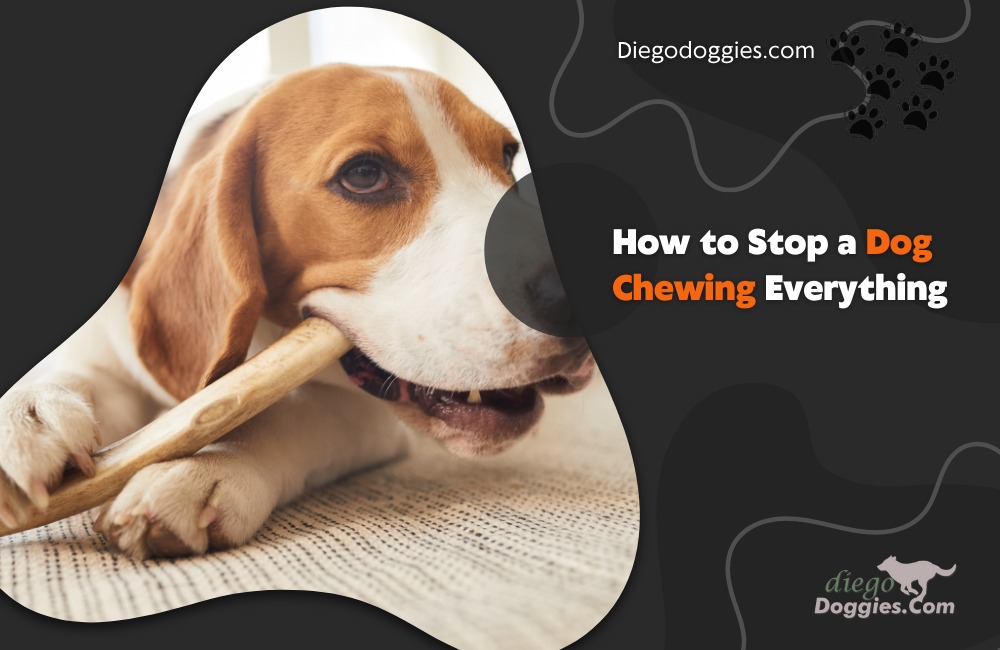 How to Stop a Dog Chewing Everything