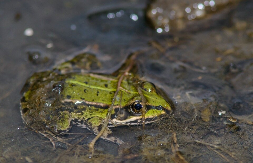 Verschil Tussen Een Reptiel En Een Amfibie