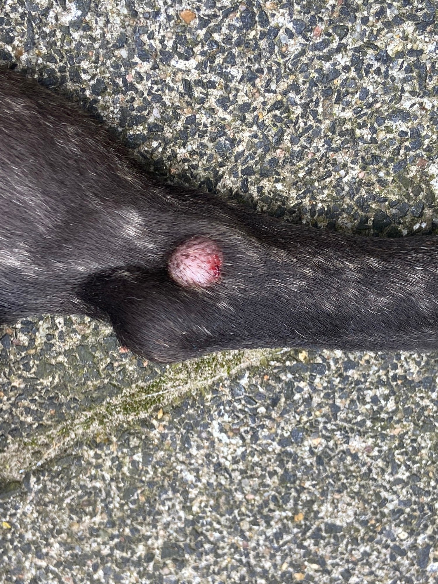 Bultje op poot van hond, wat kan dit zijn? dierenartsinfo.nl