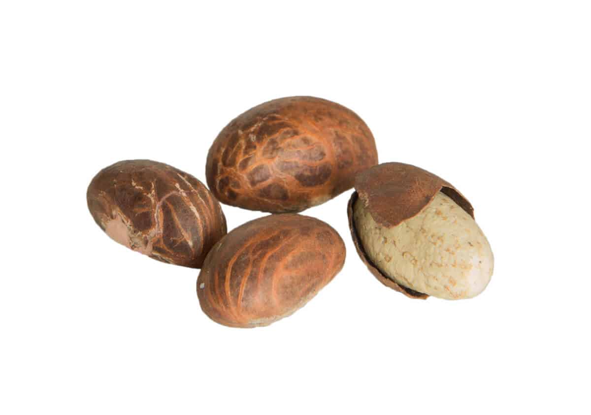 Kola Nut Is Bitter Kola For Weight Loss? (UPDATE Jun 2018) 13