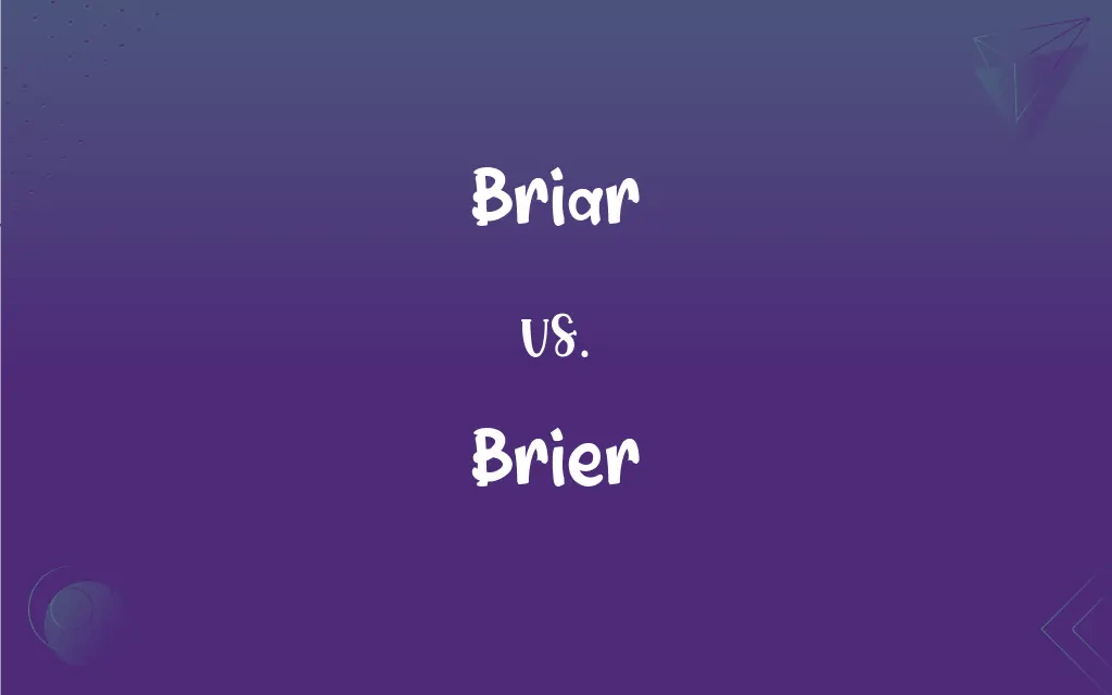 Briar vs. Brier What’s the Difference?