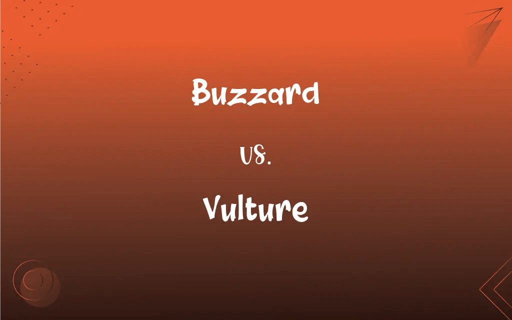 Buzzard vs. Vulture What’s the Difference?