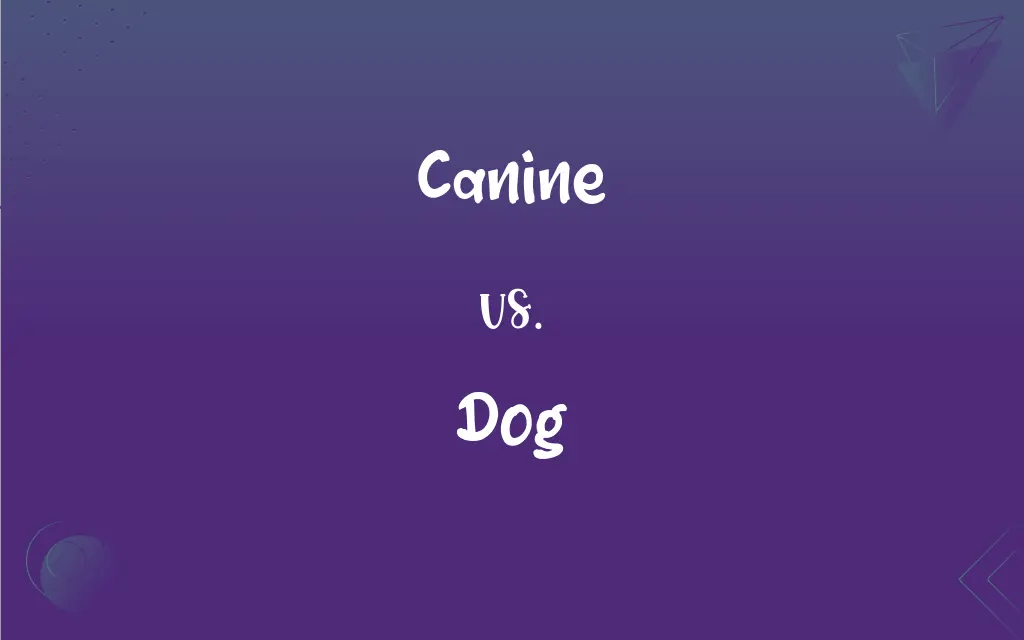 Canine vs. Dog What’s the Difference?