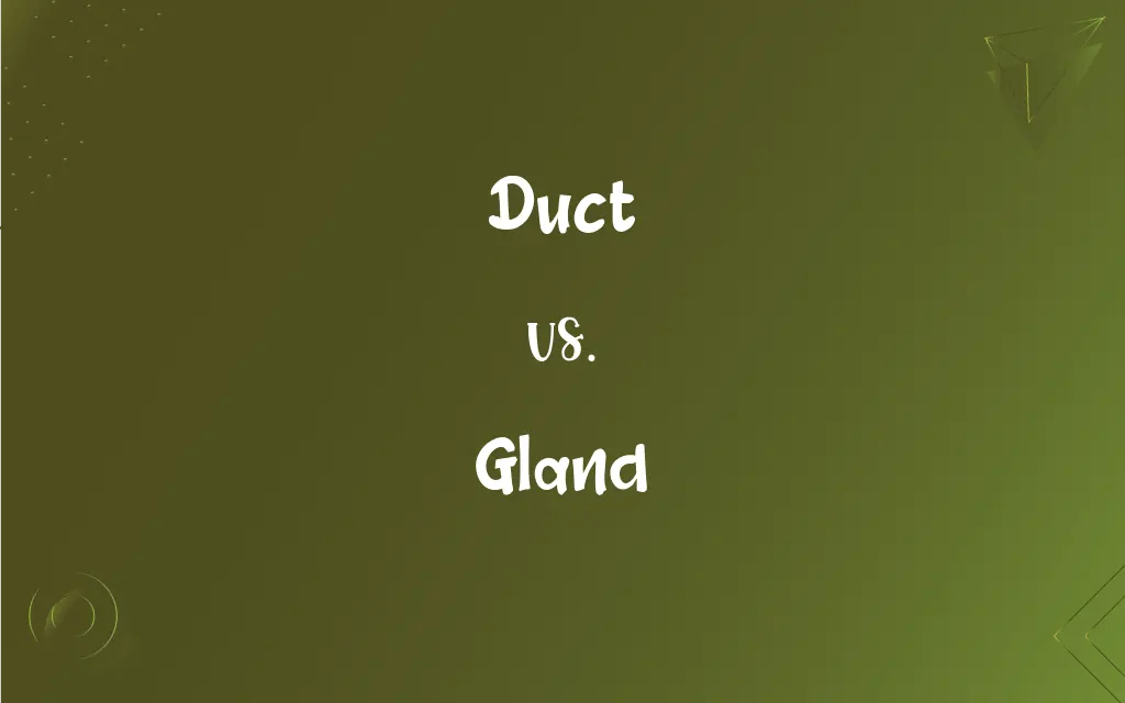 Duct vs. Gland What’s the Difference?
