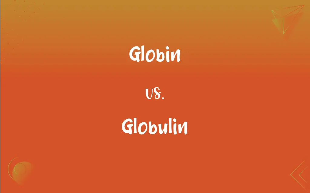 Globin vs. Globulin What’s the Difference?