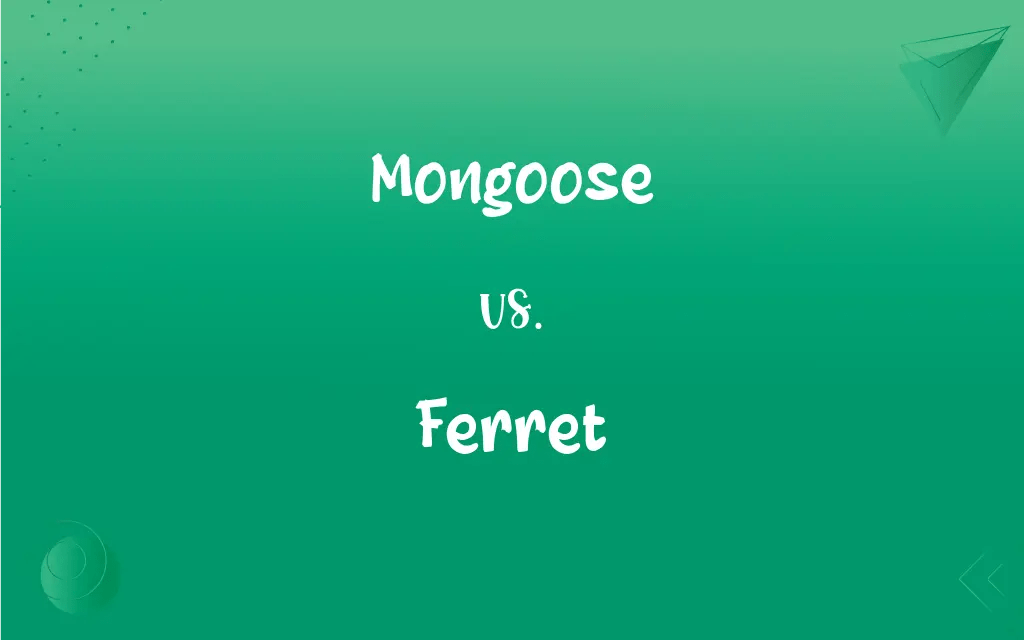 Mongoose vs. Ferret What’s the Difference?