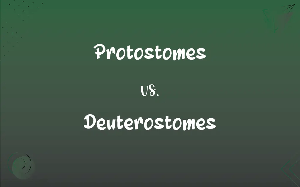 Protostomes vs. Deuterostomes What’s the Difference?