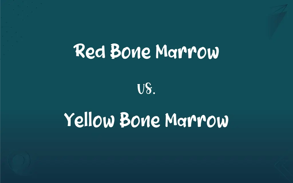 Red Bone Marrow vs. Yellow Bone Marrow What’s the Difference?
