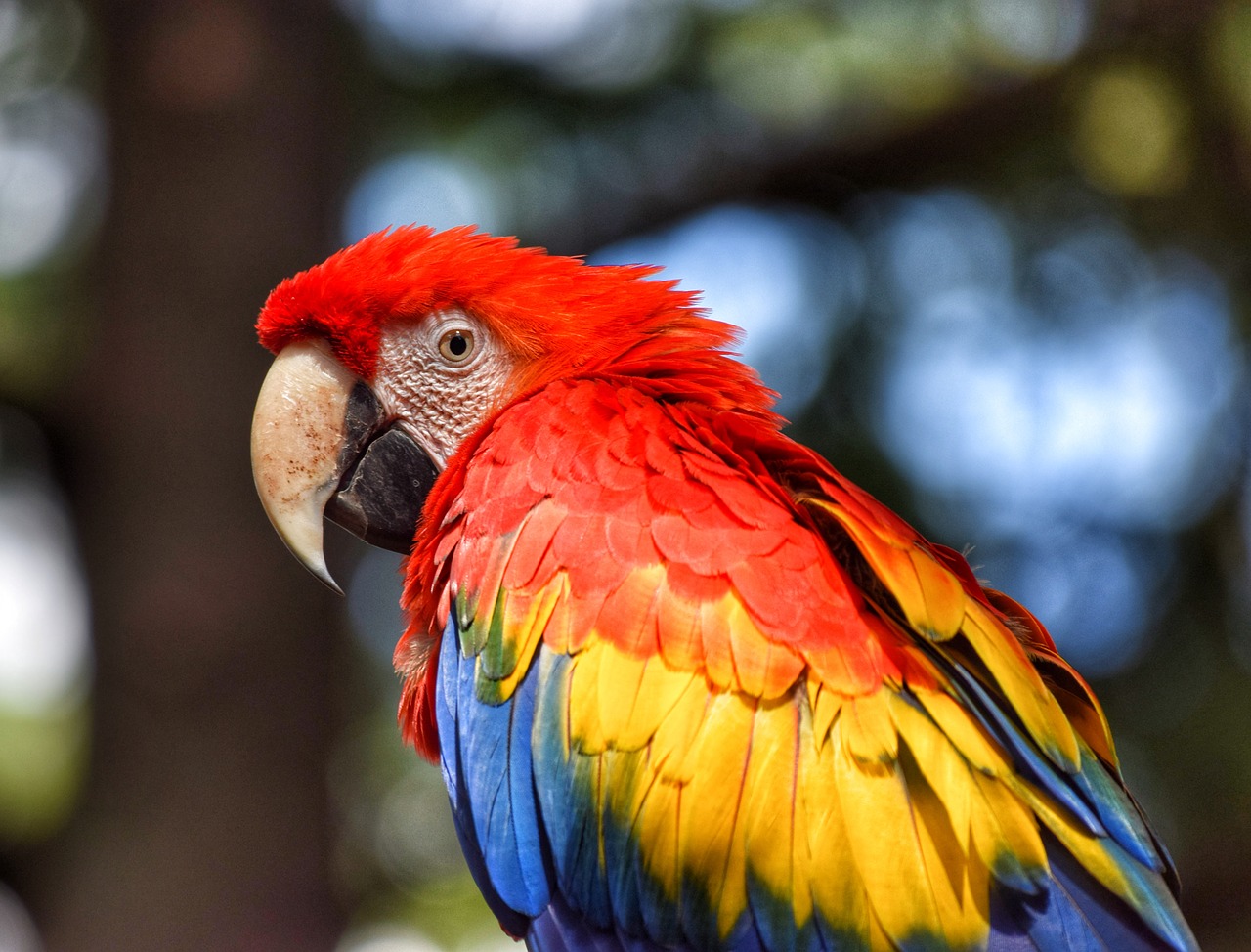 Difference Between Parrot and Macaw Difference Between