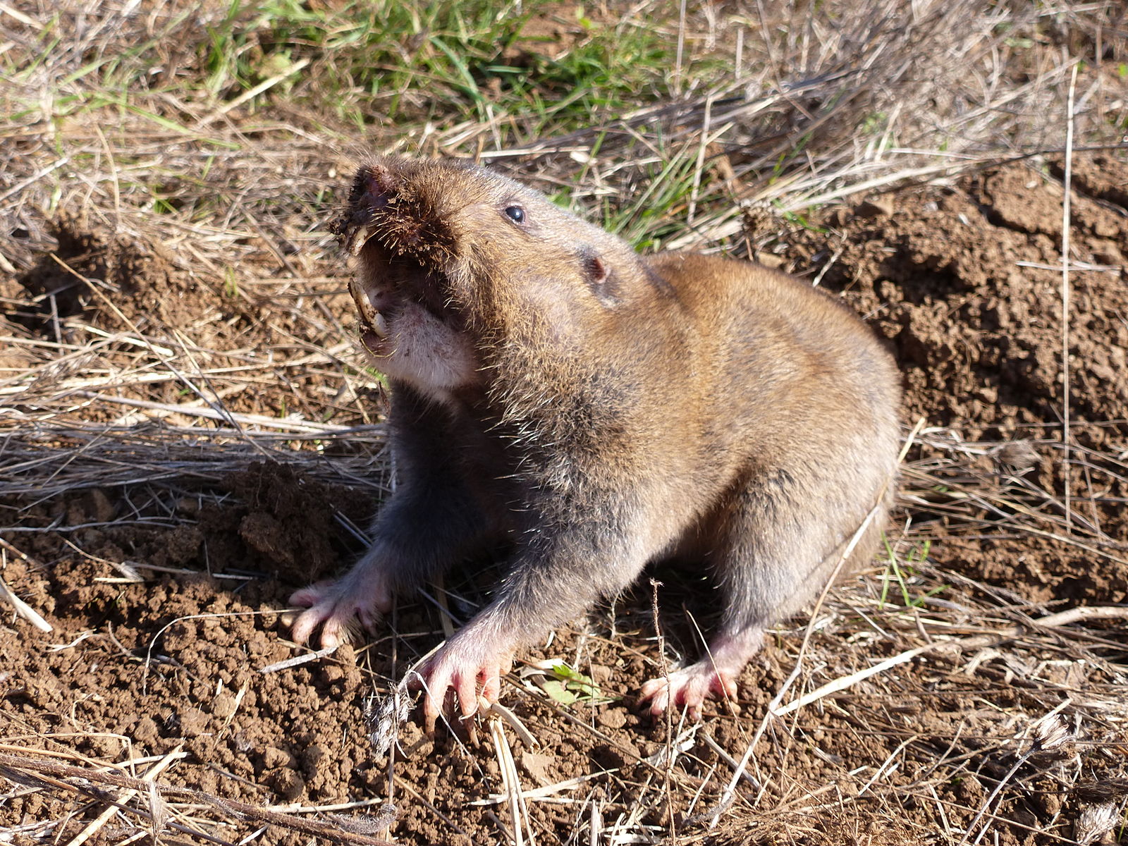 Difference Between Chipmunk and Gopher Difference Between