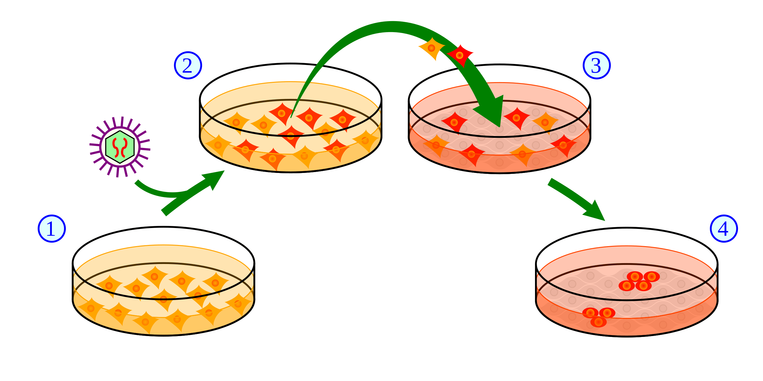 Difference Between Pluripotent and Multipotent Stem Cell Difference