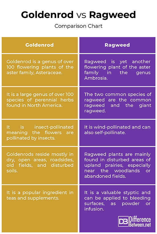 Difference Between Goldenrod and Ragweed Difference Between