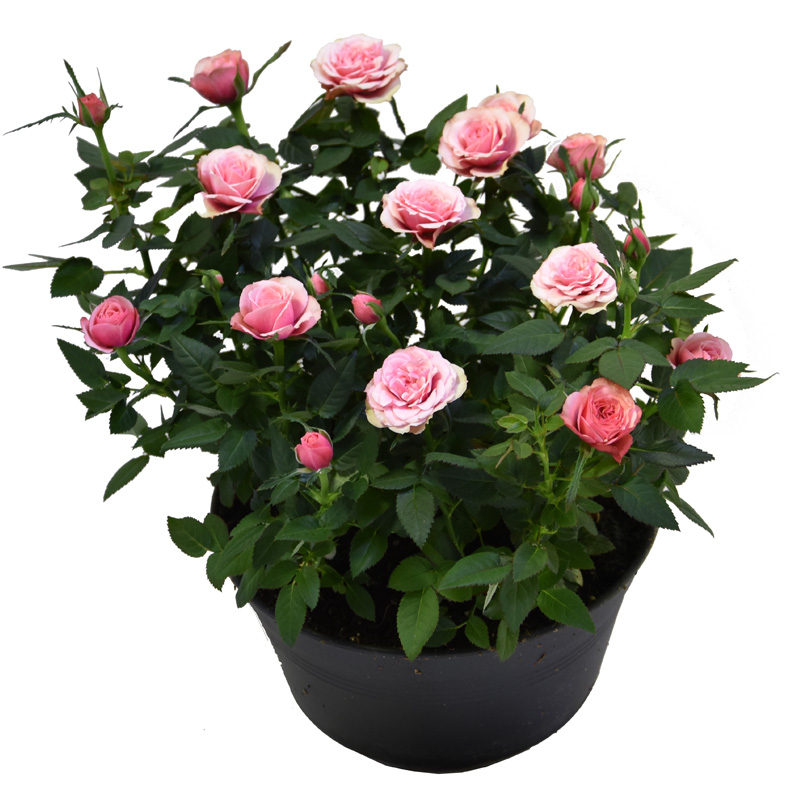 Difference Roses A careful process of breeding and selection creates