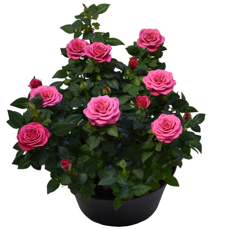 Difference Roses A careful process of breeding and selection creates crosses that lead to new