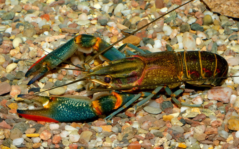 11 Different Types of Lobster (w/ Pictures)