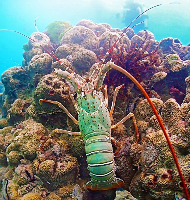 11 Different Types of Lobster (w/ Pictures)