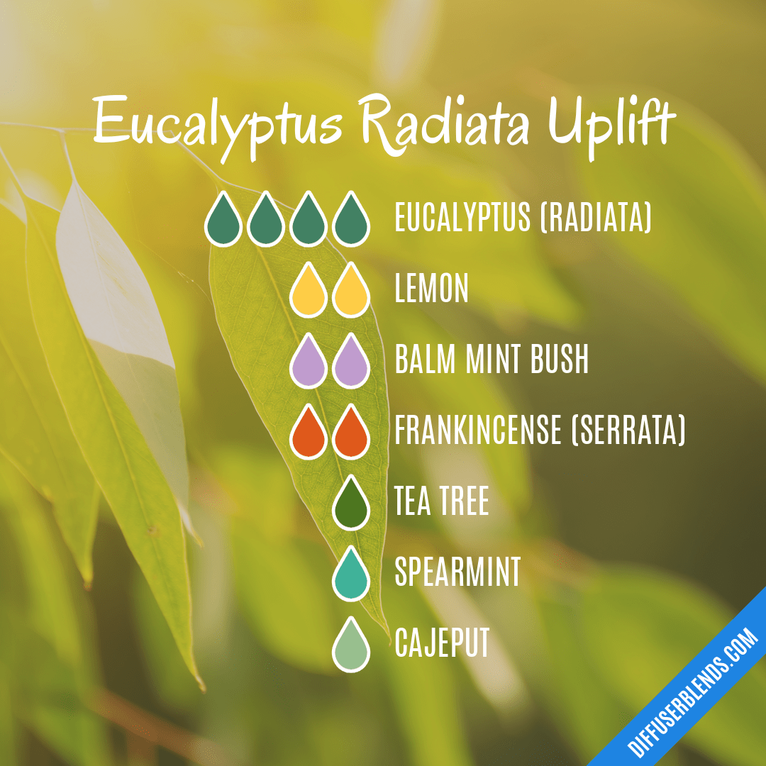Eucalyptus Radiata Uplift