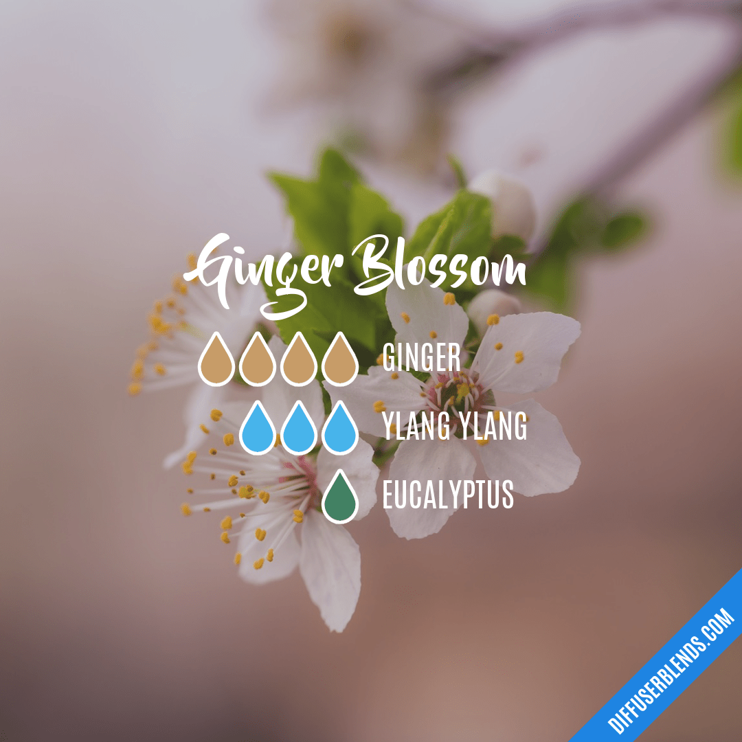 Ginger Flower Diffuser Best Flower Site