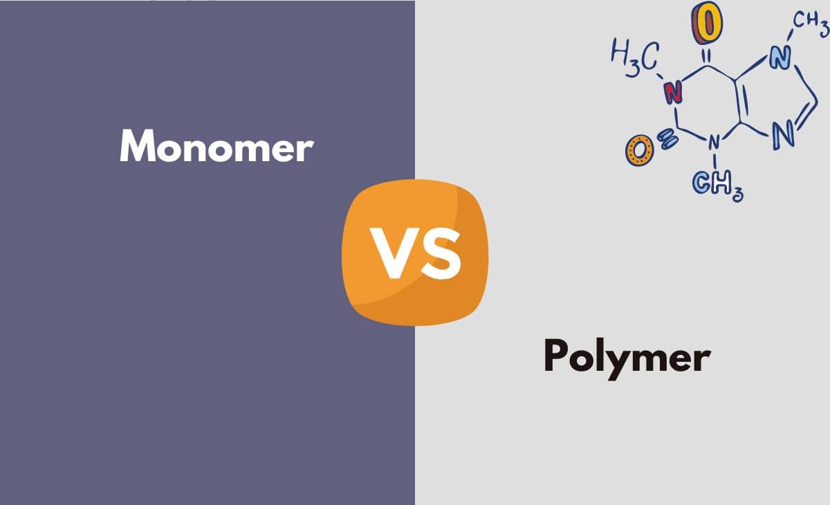 Monomer vs. Polymer What's The Difference (With Table)