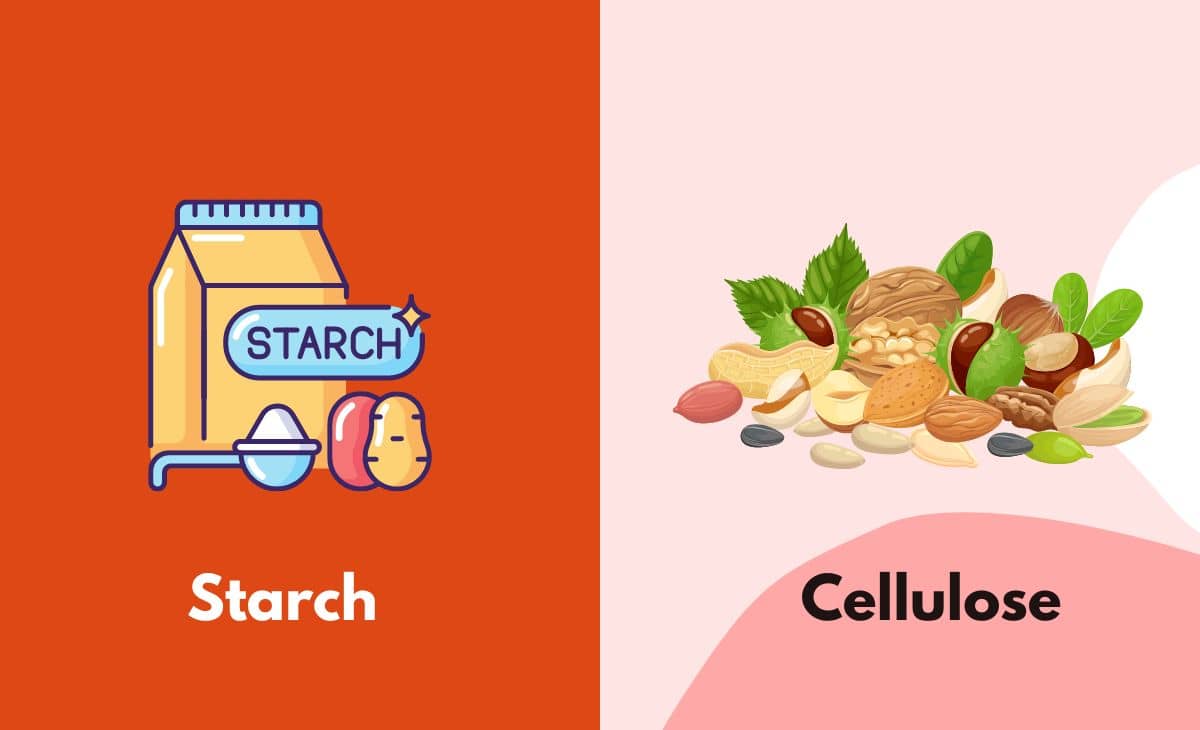 Starch vs. Cellulose What's The Difference (With Table)