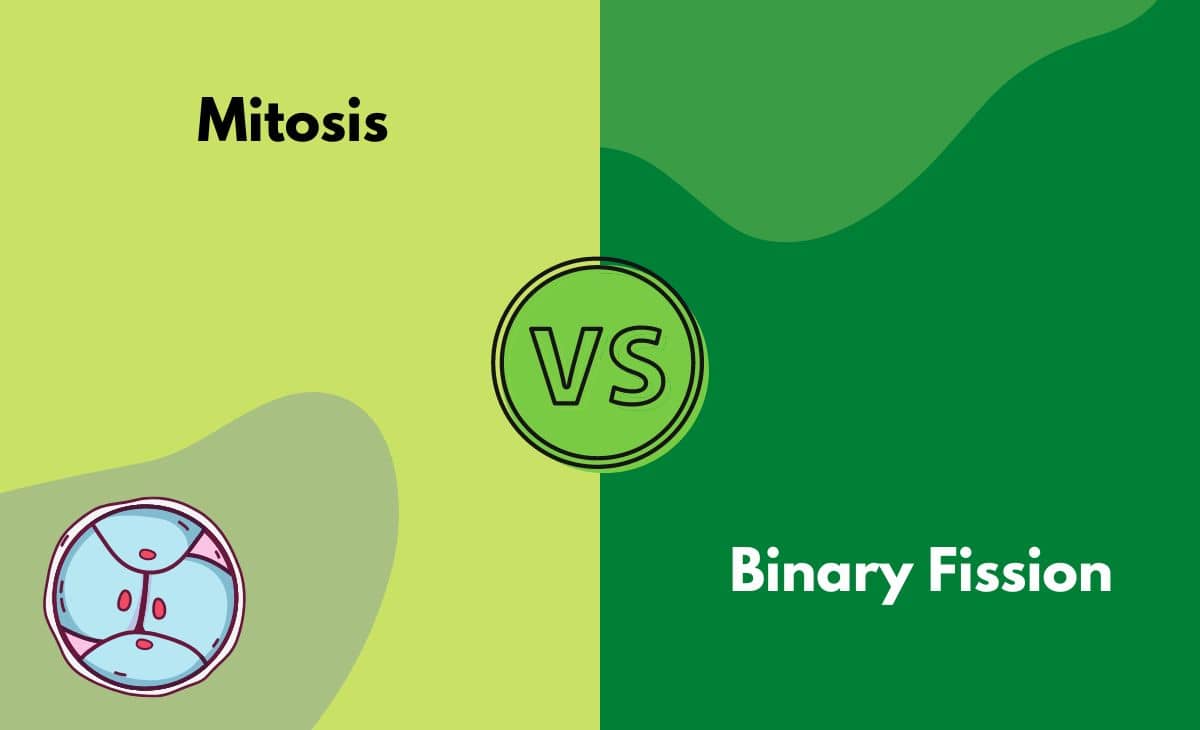 Mitosis vs. Binary Fission - What's The Difference (With Table)