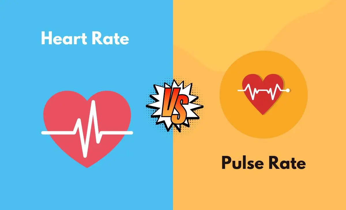 Heart Rate vs. Pulse Rate What's The Difference (With Table)