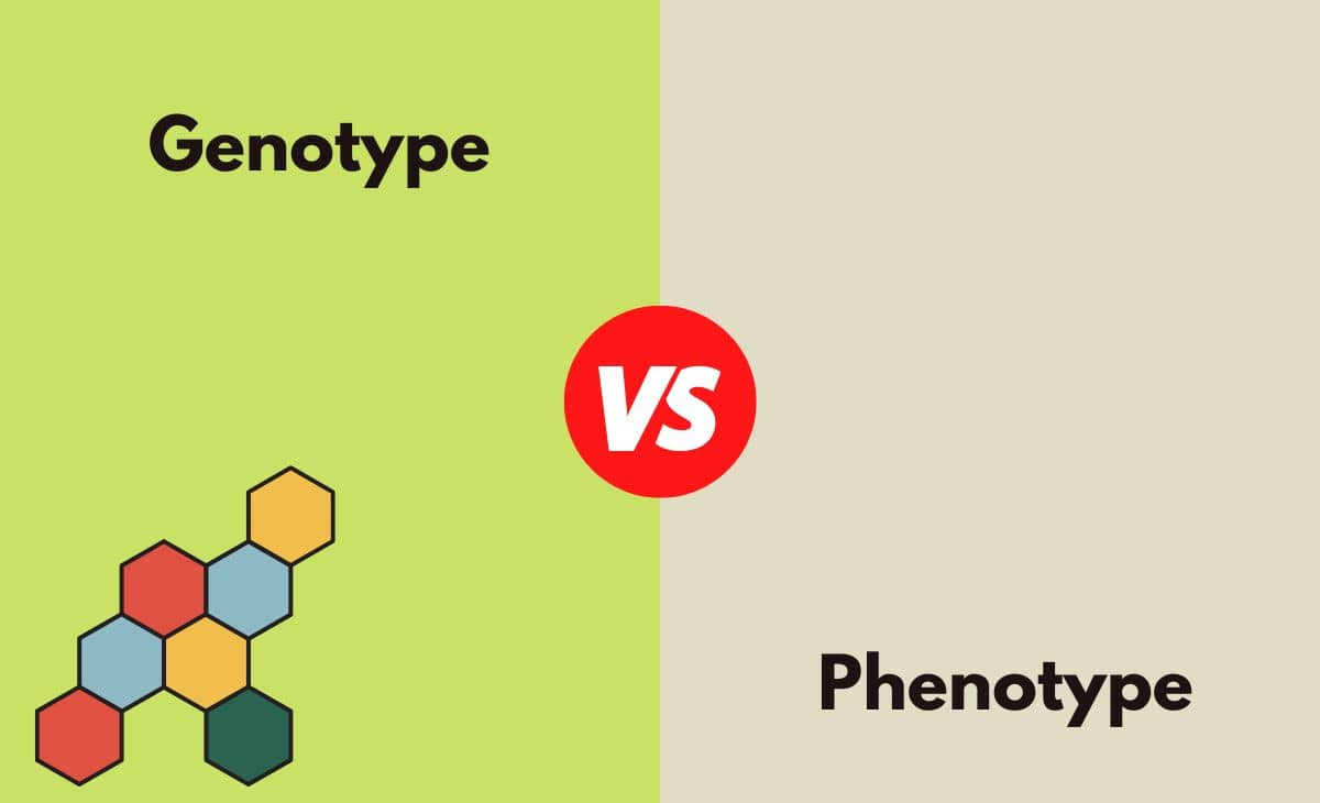 Genotype vs. Phenotype What's The Difference (With Table)