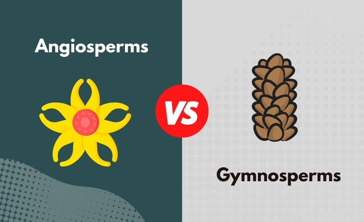 Angiosperms vs. Gymnosperms What's The Difference