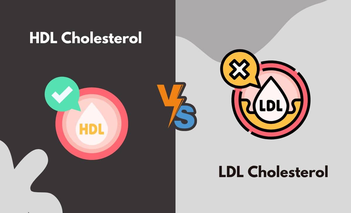 HDL vs. LDL Cholesterol What's The Difference