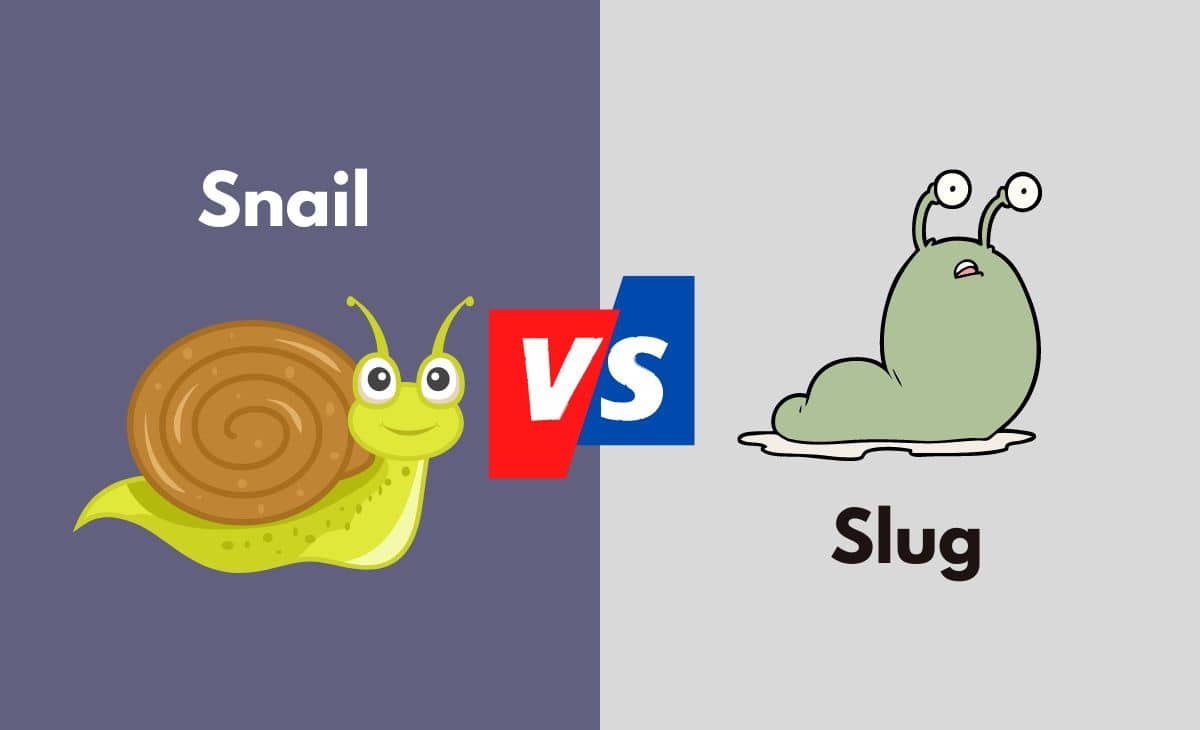 Snail vs. Slug What's The Difference (With Table)